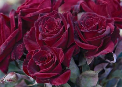 Black Baccara by Regan Nursery